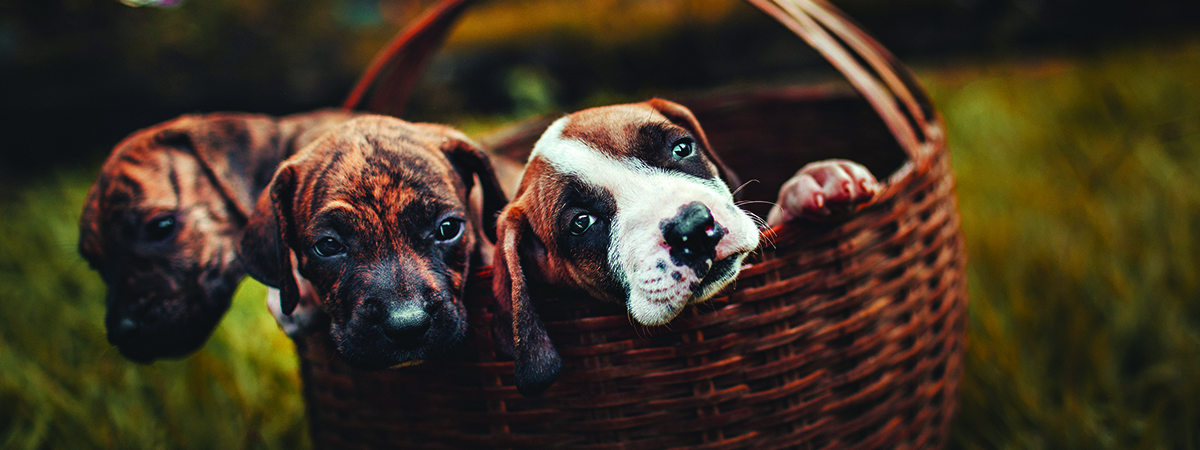 banner-puppies